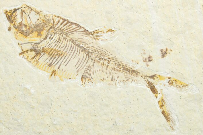 Bargain, Fossil Fish (Diplomystus) - Wyoming #346050